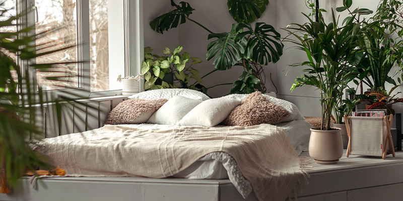   Pflanzen im Schlafzimmer - ja oder nein?