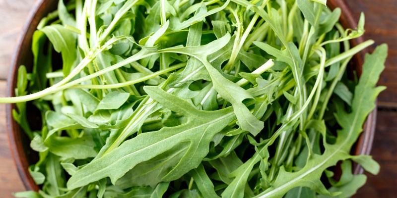  Rucola