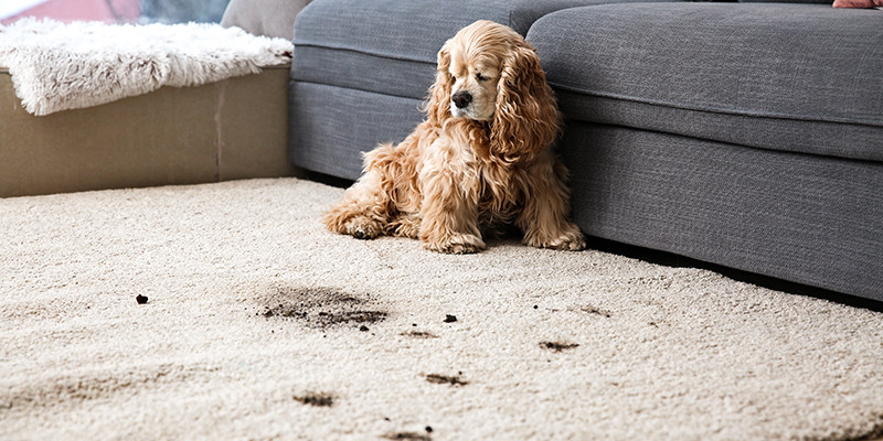  Teppich reinigen – Tipps und Tricks