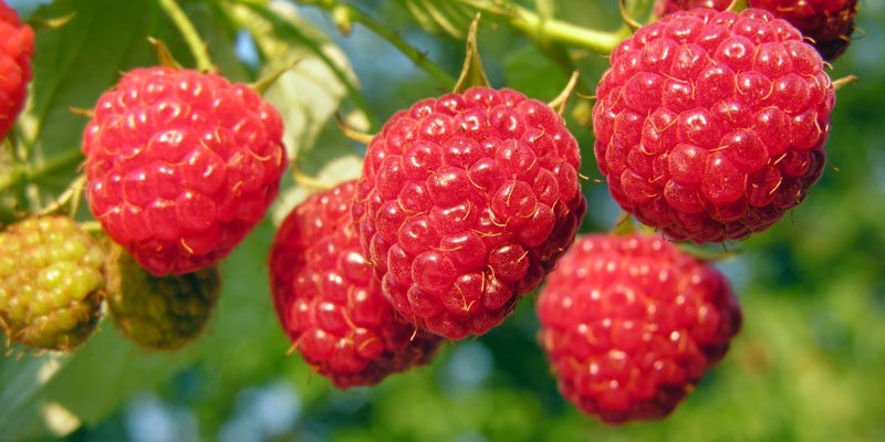  Himbeere