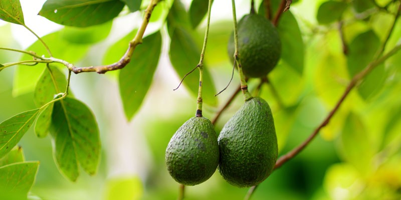  Der Avocadoboom, gut für den Körper, schlecht für die Umwelt 